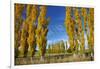 Poplar Trees and Farmland in Autumn, Near Lovells Flat, South Otago, South Island, New Zealand-David Wall-Framed Photographic Print