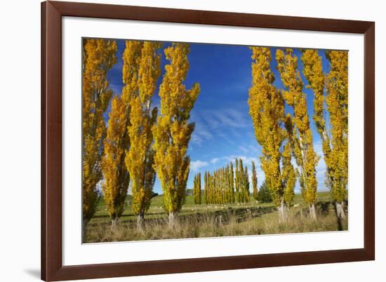 Poplar Trees and Farmland in Autumn, Near Lovells Flat, South Otago, South Island, New Zealand-David Wall-Framed Photographic Print