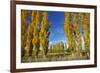 Poplar Trees and Farmland in Autumn, Near Lovells Flat, South Otago, South Island, New Zealand-David Wall-Framed Photographic Print