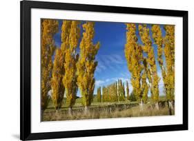 Poplar Trees and Farmland in Autumn, Near Lovells Flat, South Otago, South Island, New Zealand-David Wall-Framed Photographic Print