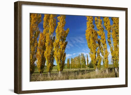 Poplar Trees and Farmland in Autumn, Near Lovells Flat, South Otago, South Island, New Zealand-David Wall-Framed Photographic Print