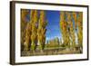 Poplar Trees and Farmland in Autumn, Near Lovells Flat, South Otago, South Island, New Zealand-David Wall-Framed Photographic Print