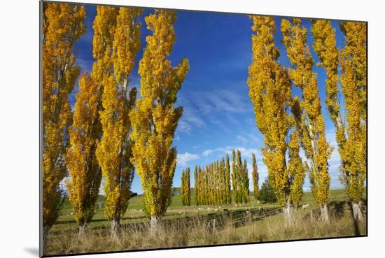 Poplar Trees and Farmland in Autumn, Near Lovells Flat, South Otago, South Island, New Zealand-David Wall-Mounted Photographic Print