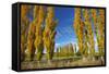 Poplar Trees and Farmland in Autumn, Near Lovells Flat, South Otago, South Island, New Zealand-David Wall-Framed Stretched Canvas