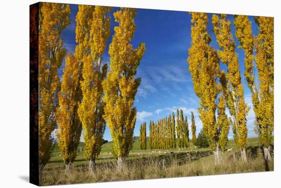 Poplar Trees and Farmland in Autumn, Near Lovells Flat, South Otago, South Island, New Zealand-David Wall-Stretched Canvas