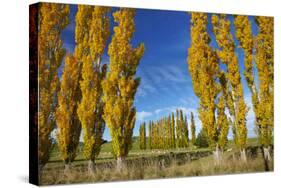 Poplar Trees and Farmland in Autumn, Near Lovells Flat, South Otago, South Island, New Zealand-David Wall-Stretched Canvas