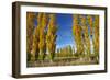 Poplar Trees and Farmland in Autumn, Near Lovells Flat, South Otago, South Island, New Zealand-David Wall-Framed Photographic Print