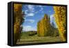 Poplar Trees and Farmland in Autumn, Near Lovells Flat, South Otago, South Island, New Zealand-David Wall-Framed Stretched Canvas