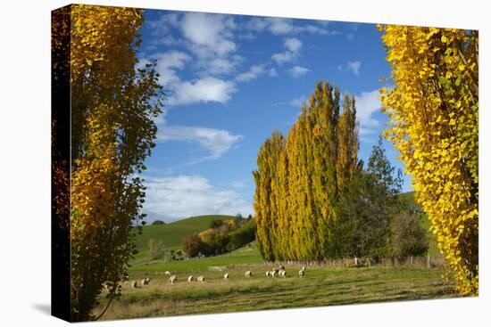 Poplar Trees and Farmland in Autumn, Near Lovells Flat, South Otago, South Island, New Zealand-David Wall-Stretched Canvas