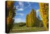 Poplar Trees and Farmland in Autumn, Near Lovells Flat, South Otago, South Island, New Zealand-David Wall-Stretched Canvas