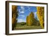 Poplar Trees and Farmland in Autumn, Near Lovells Flat, South Otago, South Island, New Zealand-David Wall-Framed Photographic Print