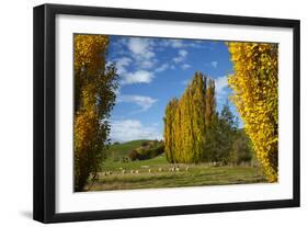 Poplar Trees and Farmland in Autumn, Near Lovells Flat, South Otago, South Island, New Zealand-David Wall-Framed Photographic Print