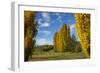 Poplar Trees and Farmland in Autumn, Near Lovells Flat, South Otago, South Island, New Zealand-David Wall-Framed Photographic Print