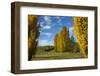 Poplar Trees and Farmland in Autumn, Near Lovells Flat, South Otago, South Island, New Zealand-David Wall-Framed Photographic Print