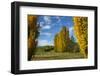 Poplar Trees and Farmland in Autumn, Near Lovells Flat, South Otago, South Island, New Zealand-David Wall-Framed Photographic Print