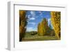 Poplar Trees and Farmland in Autumn, Near Lovells Flat, South Otago, South Island, New Zealand-David Wall-Framed Photographic Print