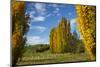 Poplar Trees and Farmland in Autumn, Near Lovells Flat, South Otago, South Island, New Zealand-David Wall-Mounted Photographic Print