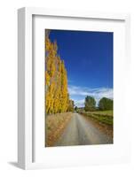 Poplar Trees in Autumn and Road, Near Lovells Flat, South Otago, South Island, New Zealand-David Wall-Framed Photographic Print