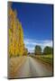 Poplar Trees in Autumn and Road, Near Lovells Flat, South Otago, South Island, New Zealand-David Wall-Mounted Photographic Print