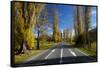 Poplar Trees in Autumn at Entrance to Lawrence, Central Otago, South Island, New Zealand-David Wall-Framed Stretched Canvas