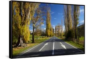 Poplar Trees in Autumn at Entrance to Lawrence, Central Otago, South Island, New Zealand-David Wall-Framed Stretched Canvas