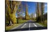 Poplar Trees in Autumn at Entrance to Lawrence, Central Otago, South Island, New Zealand-David Wall-Stretched Canvas