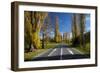 Poplar Trees in Autumn at Entrance to Lawrence, Central Otago, South Island, New Zealand-David Wall-Framed Photographic Print