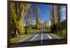 Poplar Trees in Autumn at Entrance to Lawrence, Central Otago, South Island, New Zealand-David Wall-Framed Photographic Print