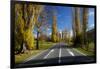 Poplar Trees in Autumn at Entrance to Lawrence, Central Otago, South Island, New Zealand-David Wall-Framed Photographic Print