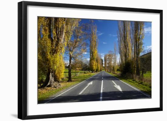 Poplar Trees in Autumn at Entrance to Lawrence, Central Otago, South Island, New Zealand-David Wall-Framed Photographic Print