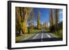 Poplar Trees in Autumn at Entrance to Lawrence, Central Otago, South Island, New Zealand-David Wall-Framed Photographic Print