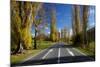 Poplar Trees in Autumn at Entrance to Lawrence, Central Otago, South Island, New Zealand-David Wall-Mounted Photographic Print