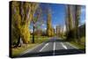 Poplar Trees in Autumn at Entrance to Lawrence, Central Otago, South Island, New Zealand-David Wall-Stretched Canvas