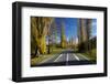 Poplar Trees in Autumn at Entrance to Lawrence, Central Otago, South Island, New Zealand-David Wall-Framed Photographic Print