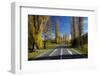 Poplar Trees in Autumn at Entrance to Lawrence, Central Otago, South Island, New Zealand-David Wall-Framed Photographic Print