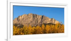 Poplar trees in autumn, Mount Yamnuska, Kananaskis Country, Alberta, Canada-null-Framed Photographic Print