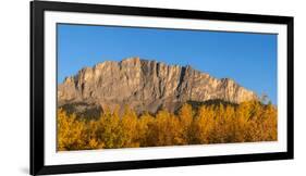 Poplar trees in autumn, Mount Yamnuska, Kananaskis Country, Alberta, Canada-null-Framed Photographic Print