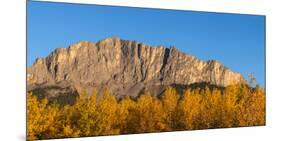 Poplar trees in autumn, Mount Yamnuska, Kananaskis Country, Alberta, Canada-null-Mounted Photographic Print