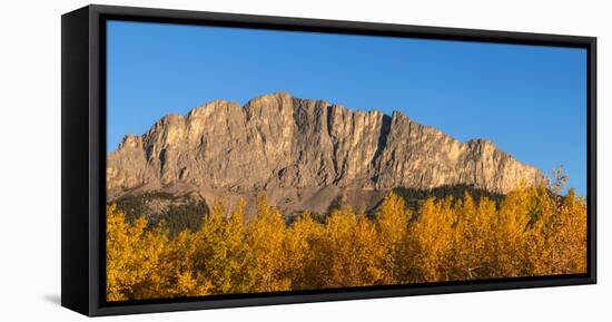 Poplar trees in autumn, Mount Yamnuska, Kananaskis Country, Alberta, Canada-null-Framed Stretched Canvas