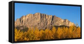 Poplar trees in autumn, Mount Yamnuska, Kananaskis Country, Alberta, Canada-null-Framed Stretched Canvas