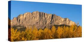 Poplar trees in autumn, Mount Yamnuska, Kananaskis Country, Alberta, Canada-null-Stretched Canvas