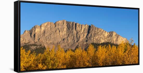 Poplar trees in autumn, Mount Yamnuska, Kananaskis Country, Alberta, Canada-null-Framed Stretched Canvas