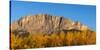 Poplar trees in autumn, Mount Yamnuska, Kananaskis Country, Alberta, Canada-null-Stretched Canvas