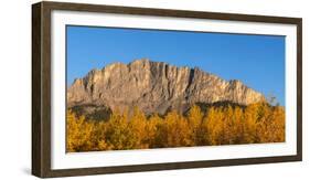 Poplar trees in autumn, Mount Yamnuska, Kananaskis Country, Alberta, Canada-null-Framed Photographic Print