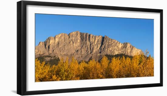 Poplar trees in autumn, Mount Yamnuska, Kananaskis Country, Alberta, Canada-null-Framed Photographic Print