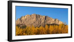 Poplar trees in autumn, Mount Yamnuska, Kananaskis Country, Alberta, Canada-null-Framed Photographic Print