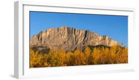 Poplar trees in autumn, Mount Yamnuska, Kananaskis Country, Alberta, Canada-null-Framed Photographic Print