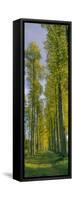 Poplar trees, River Tweed, Scottish Borders, Scotland-null-Framed Stretched Canvas