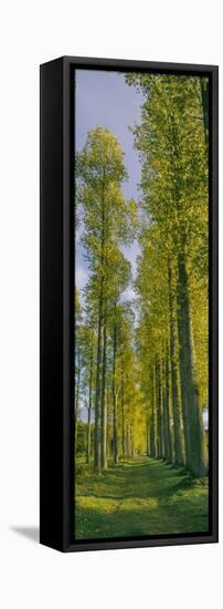 Poplar trees, River Tweed, Scottish Borders, Scotland-null-Framed Stretched Canvas