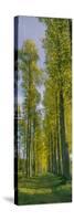 Poplar trees, River Tweed, Scottish Borders, Scotland-null-Stretched Canvas